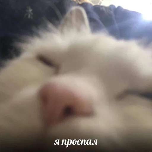 🥱 Стикер «котейки» для Telegram