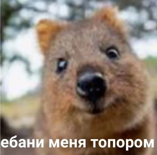 ❤️ Стикер «котейки» для Telegram