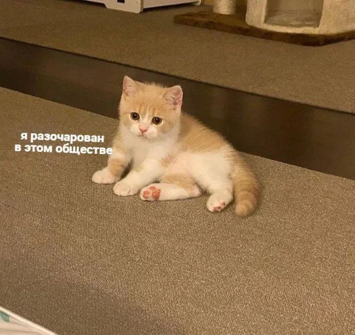 🫂 Стикер «котейки» для Telegram