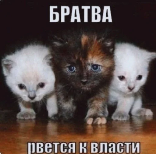 ❤️‍🔥 Стикер «котейки» для Telegram