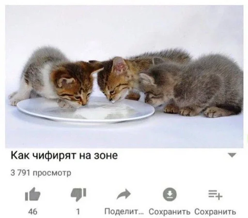 🖕 Стикер «котейки» для Telegram