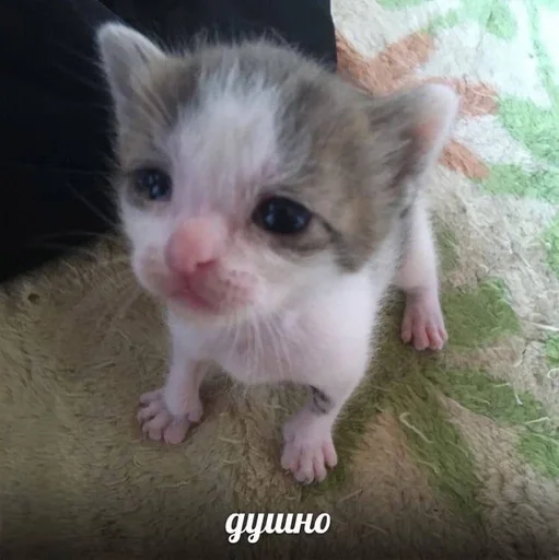 👎 Стикер «котейки» для Telegram