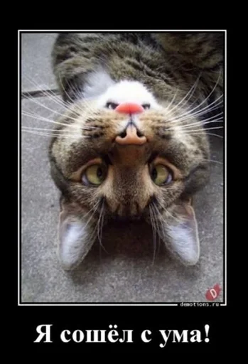 😜 Стикер «котейки» для Telegram