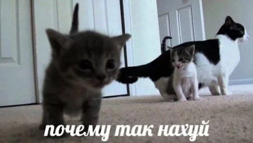 Стикерпак котейки для Telegram