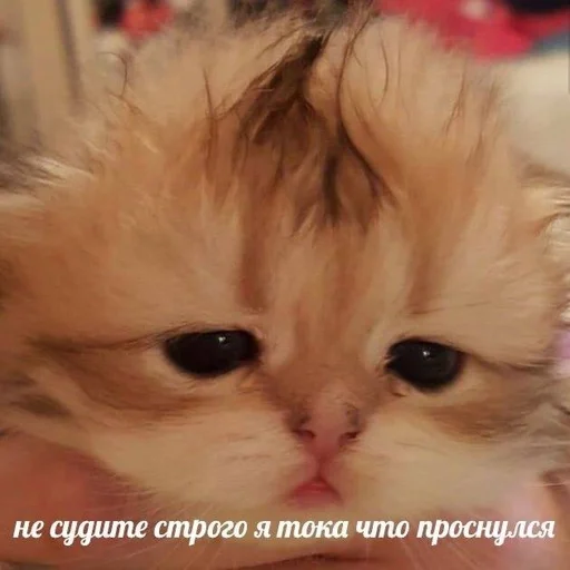 😕 Стикер «котейки» для Telegram