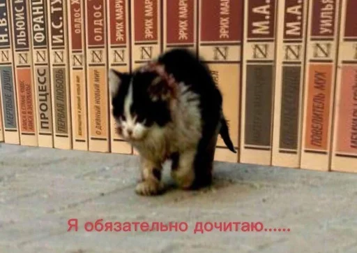 📚 Стикер «котейки» для Telegram