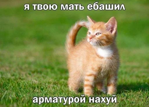 ❤️ Стикер «котейки» для Telegram