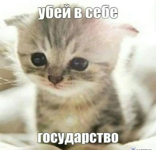 🌟 Стикер «котейки» для Telegram