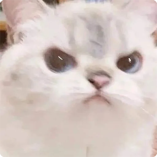 😠 Стикер «Kites» для Telegram