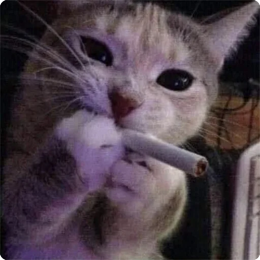 🚬 Стикер «Kites» для Telegram