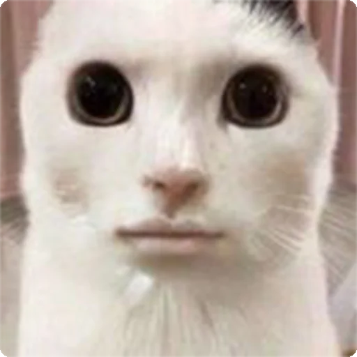 🫤 Стикер «Kites» для Telegram