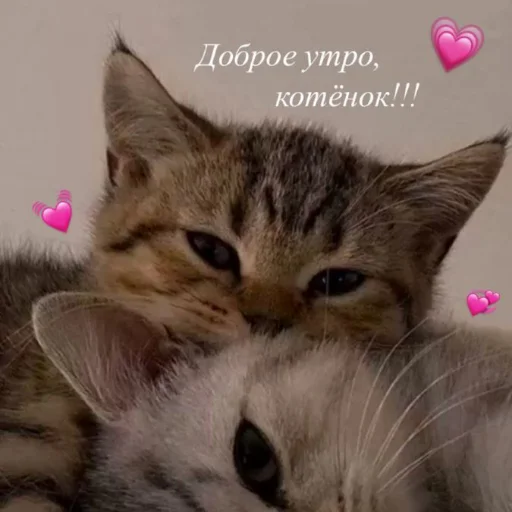 ❤️ Стикер «kitiiiiiikiiiii» для Telegram