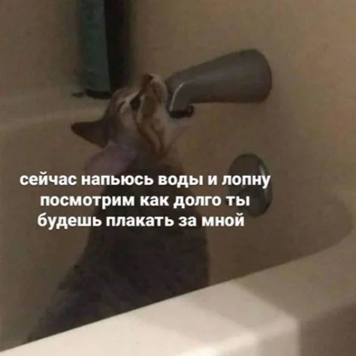 ☹️ Стикер «kitiiiiiikiiiii» для Telegram