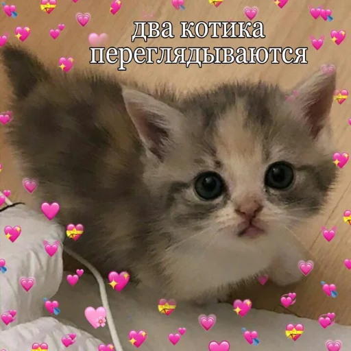 ❤️ Стикер «kitiiiiiikiiiii» для Telegram
