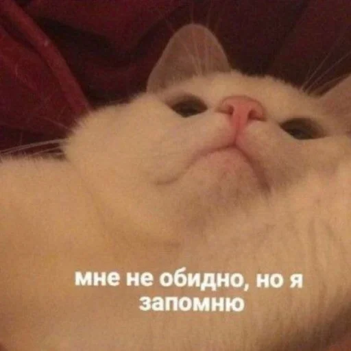 😀 Стикер «kitiiiiiikiiiii» для Telegram