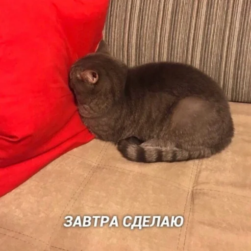😐 Стикер «kitiiiiiikiiiii» для Telegram