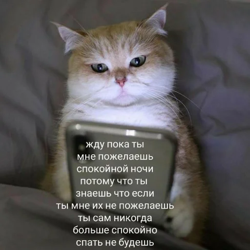 🥱 Стикер «kitiiiiiikiiiii» для Telegram