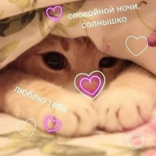 ❤️ Стикер «kitiiiiiikiiiii» для Telegram