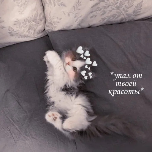 😍 Стикер «kitiiiiiikiiiii» для Telegram