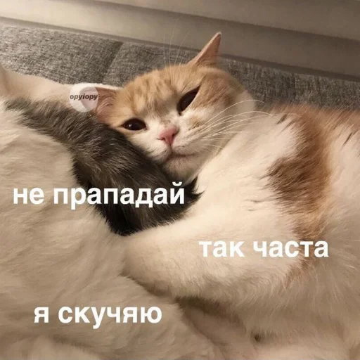 🥺 Стикер «kitiiiiiikiiiii» для Telegram