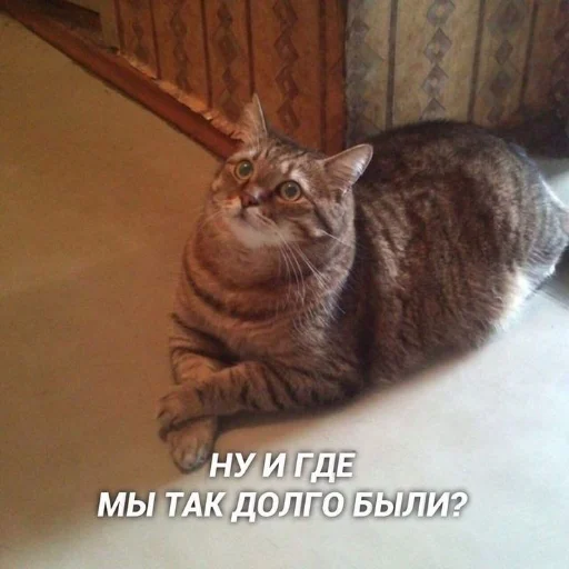 🙂 Стикер «kitiiiiiikiiiii» для Telegram