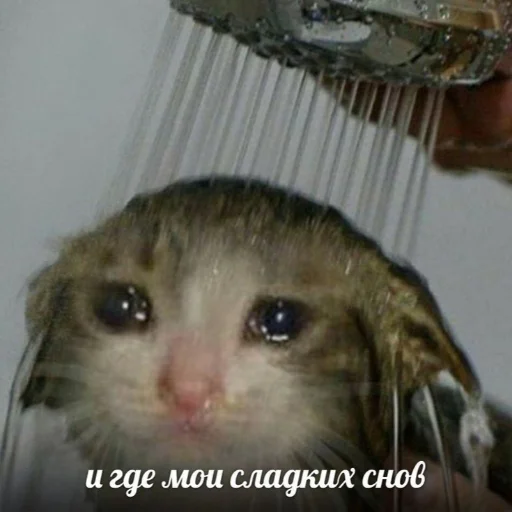 😭 Стикер «kitiiiiiikiiiii» для Telegram