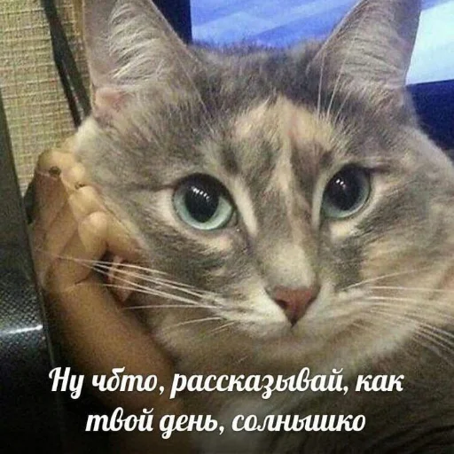 🙂 Стикер «kitiiiiiikiiiii» для Telegram