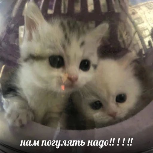 👫 Стикер «kitiiiiiikiiiii» для Telegram