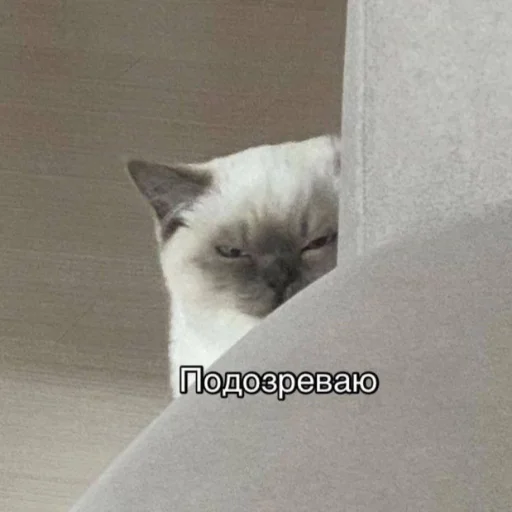 🤨 Стикер «kitiiiiiikiiiii» для Telegram