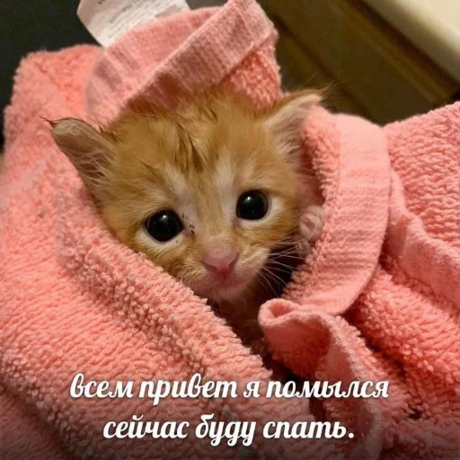 💤 Стикер «kitiiiiiikiiiii» для Telegram