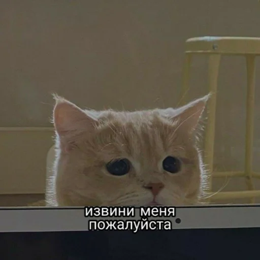 🥺 Стикер «kitiiiiiikiiiii» для Telegram