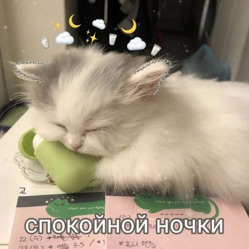 😴 Стикер «kitiiiiiikiiiii» для Telegram