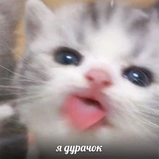 🤡 Стикер «kitiiiiiikiiiii» для Telegram