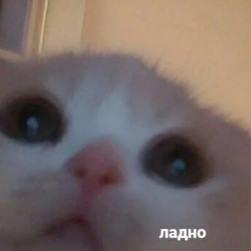 😐 Стикер «kitiiiiiikiiiii» для Telegram