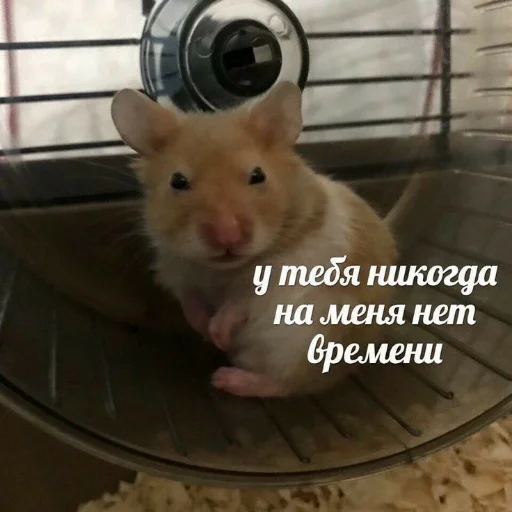 😔 Стикер «kitiiiiiikiiiii» для Telegram