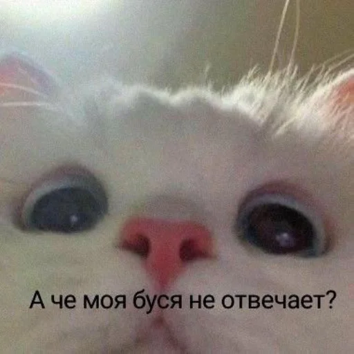 🥺 Стикер «kitiiiiiikiiiii» для Telegram
