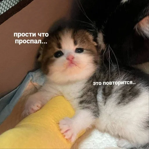 🥺 Стикер «kitiiiiiikiiiii» для Telegram