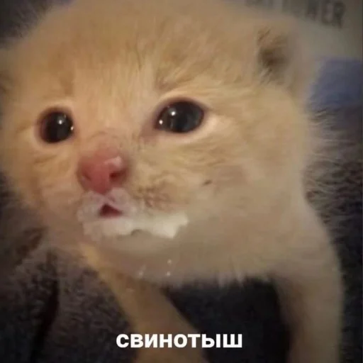 🐷 Стикер «kitiiiiiikiiiii» для Telegram