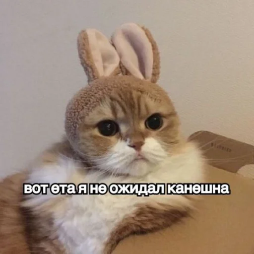 🤓 Стикер «kitiiiiiikiiiii» для Telegram