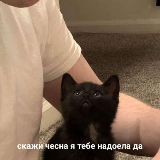 🥺 Стикер «kitiiiiiikiiiii» для Telegram