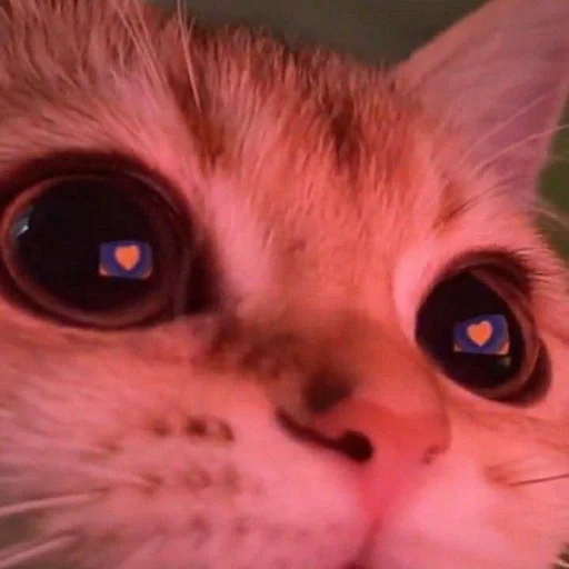 😍 Стикер «kitiiiiiikiiiii» для Telegram