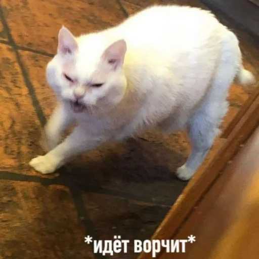 😤 Стикер «kitiiiiiikiiiii» для Telegram