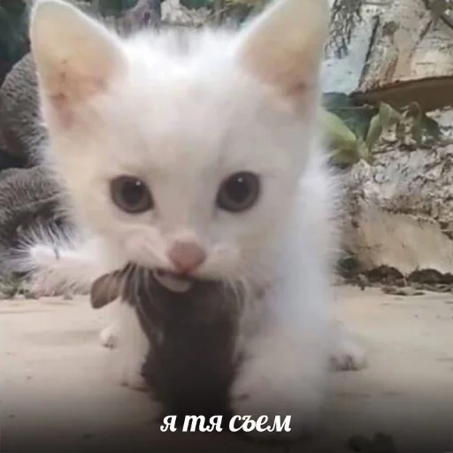 🐱 Стикер «kitiiiiiikiiiii» для Telegram