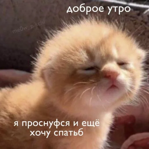 ☀️ Стикер «kitiiiiiikiiiii» для Telegram