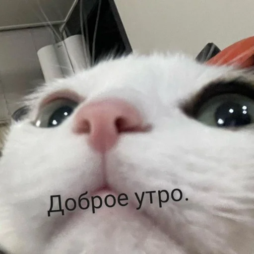 ☀️ Стикер «kitiiiiiikiiiii» для Telegram
