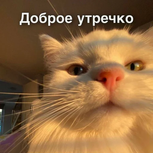 ☀️ Стикер «kitiiiiiikiiiii» для Telegram