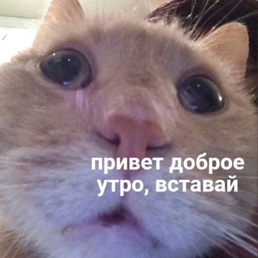 🥰 Стикер «kitiiiiiikiiiii» для Telegram