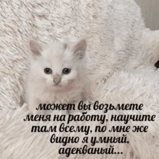 🥺 Стикер «Китики» для Telegram