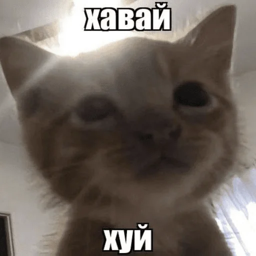 🙊 Стикер «Китики» для Telegram