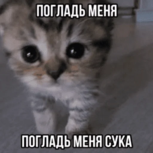 🙏 Стикер «Китики» для Telegram
